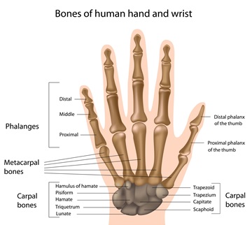 Diagram showing the bone anatomy of the human hand and wrist, including the phalanges, metacarpal bones, and carpal bones