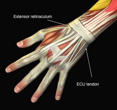 Illustration of the ECU tendon and extensor retinaculum at the wrist